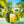 Nilo® Pineapple Juice